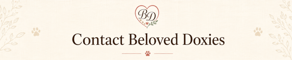 Contact Beloved Doxies, Mini Dachshunds
